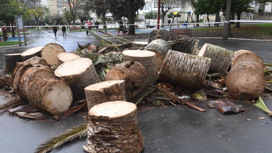 Las hojas y el tronco de la palmera del Campo de Marte, cortados ayer en el parque.   | // CARLOS PARDELLAS