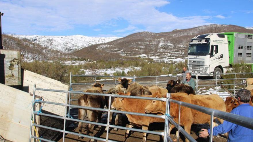 COAG exige medidas frente al lobo para los ganaderos de Sanabria