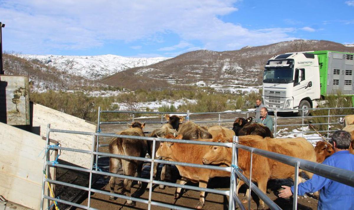 El lobo da &quot;jaque mate&quot; a una ganadería del parque natural del Lago de Sanabria