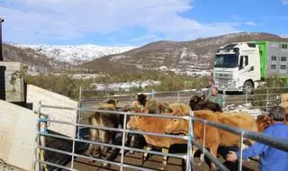 COAG exige medidas frente al lobo para los ganaderos de Sanabria