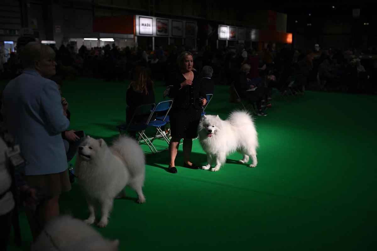 Exposición canina en el Centro Nacional de Exposiciones de Birmingham