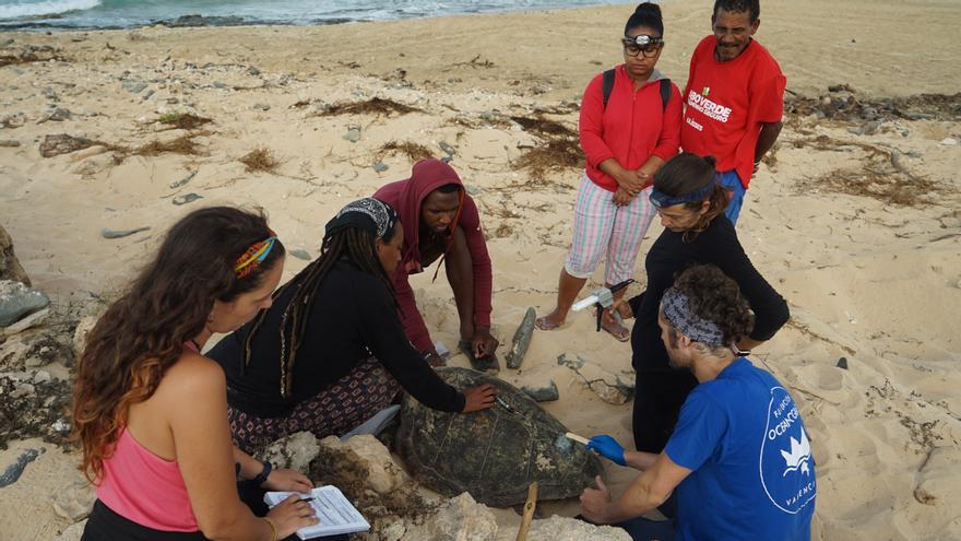 La Fundación Oceanogràfic viaja a Cabo Verde para analizar la colonización de tortugas en el Mediterráneo