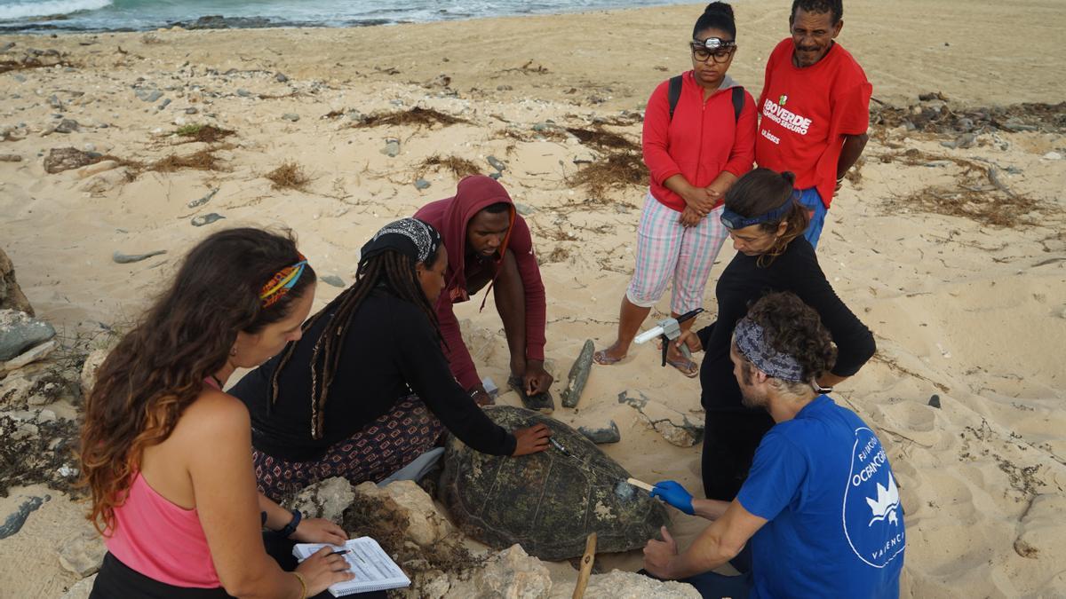 Análisis de una tortuga en Cabo Verde.