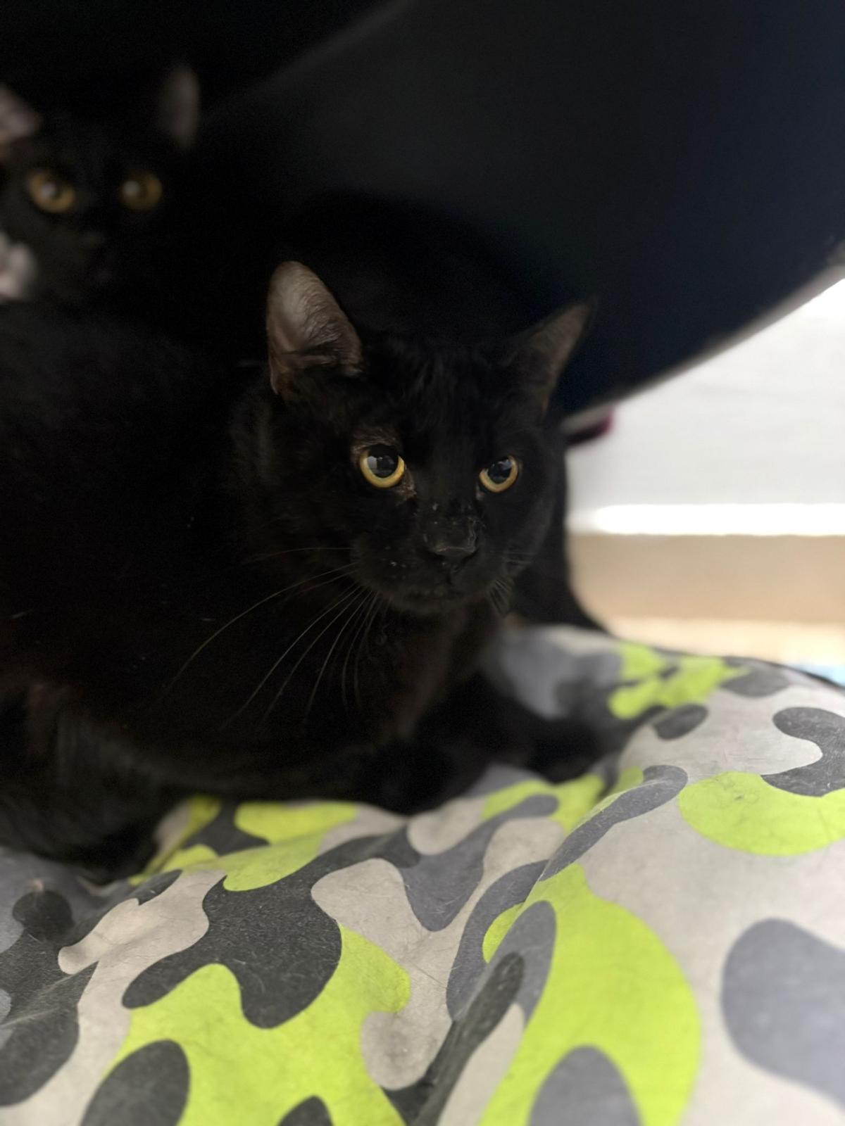 Algunos de los 23 gatos rescatados durante un desalojo en Vigo