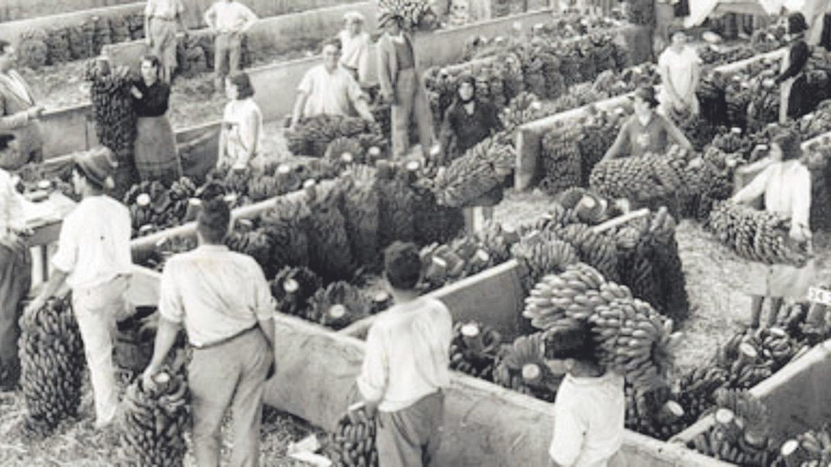 Planta de empaquetado de plátanos en Canarias en la primera década del siglo XX. 