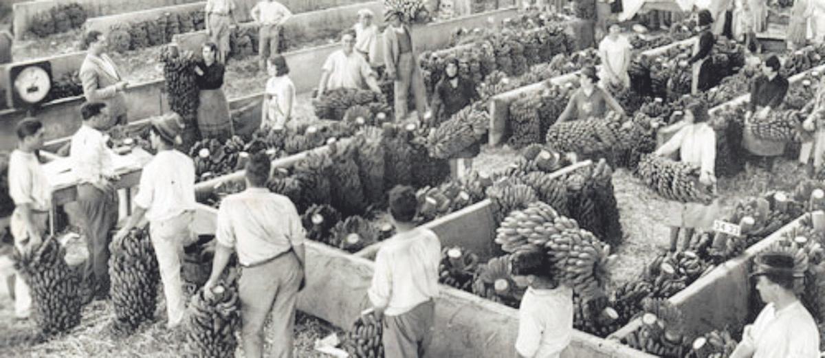 Planta de empaquetado de plátanos en Canarias en la primera década del siglo XX. El cultivo del plátano y su posterior empaquetado fue sin duda la actividad económica más importante de las islas durante décadas.