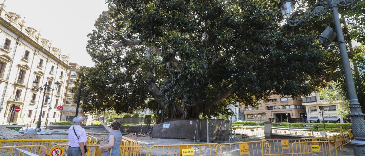 Una pareja de personas mayores señala el árbol monumental, que ha sido vallado por seguridad.