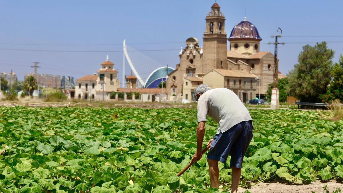 Un agricultor cultiva un campo en la Punta