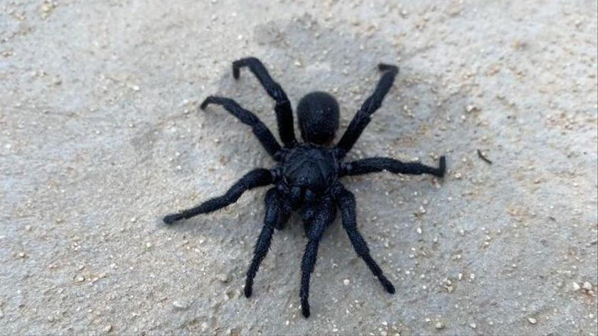 Encuentran una enorme araña toro en Ibiza