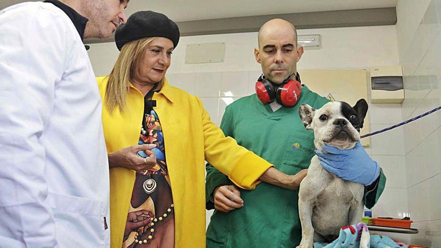 El centro de acogida CAAN recupera un bulldog francés tras una delicada operación