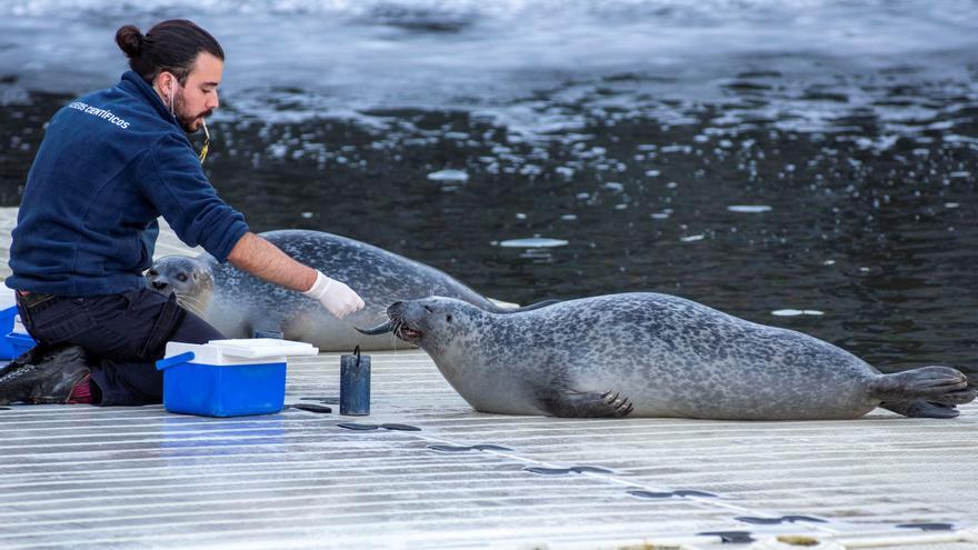 Regresa al Aquarium la actividad &#039;aventura con las focas&#039;