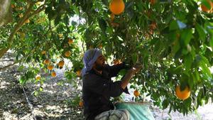 Un trabajador en un campo de naranjas de Egipto.