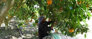 Un trabajador en un campo de naranjas de Egipto.