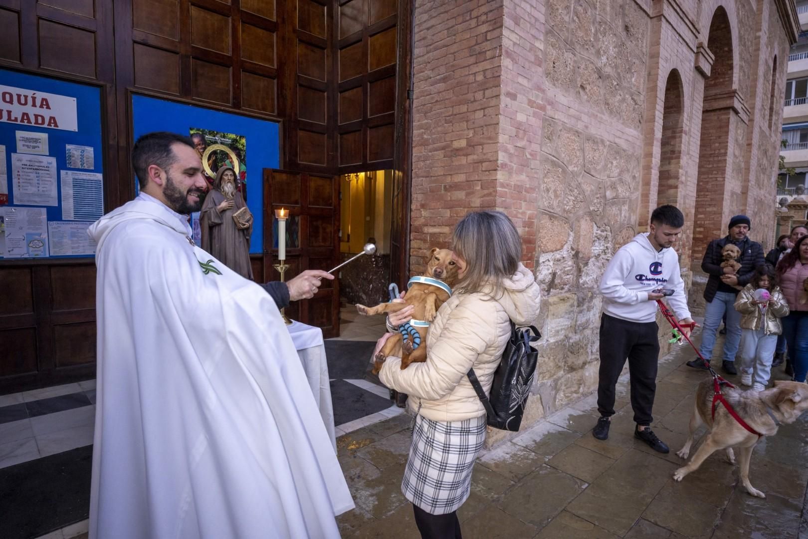 Bendición de animales por San Antón bajo una lluvia invernal en Torrevieja