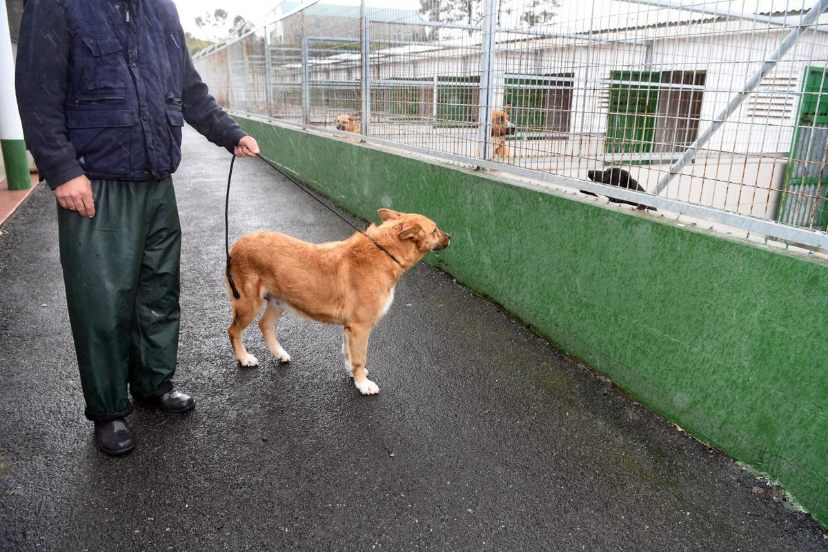 Interior de la perrera municipal
