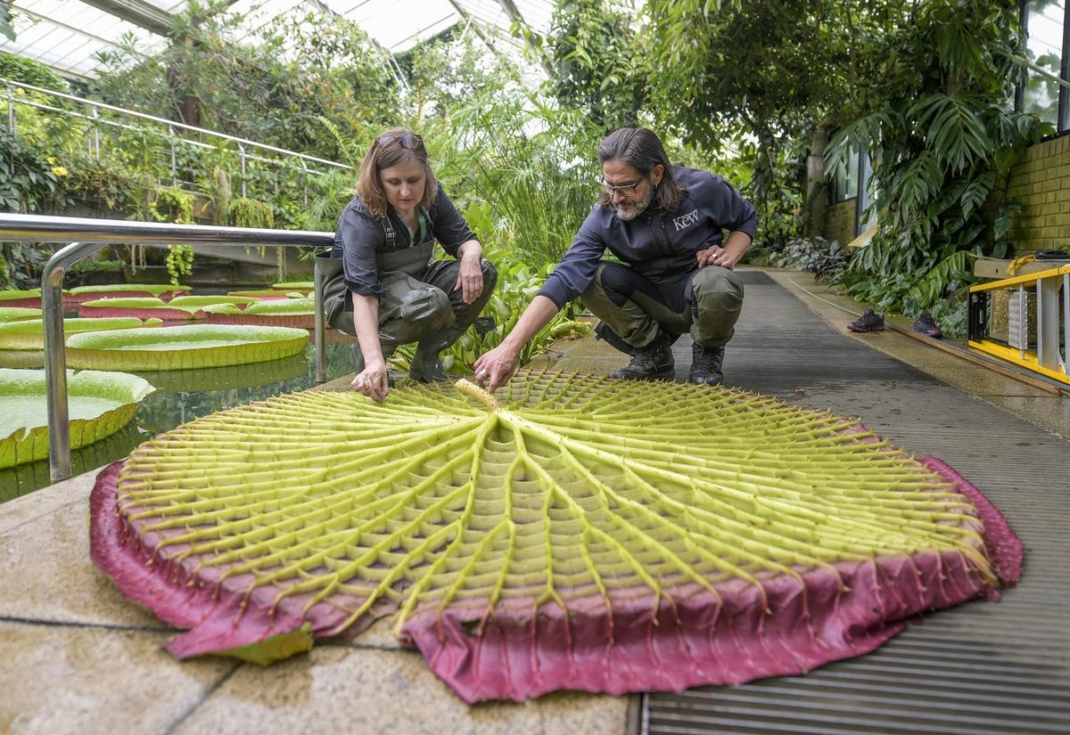 Carlos Magdalena ante un nenúfar gigante en el Kew Gardens de Londres