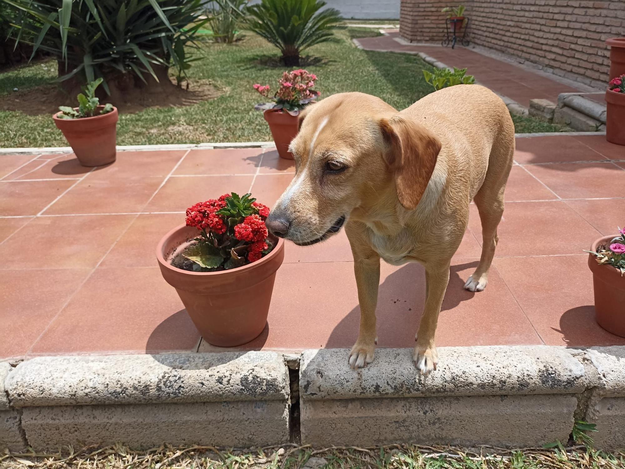 Casas ideales para vivir con mascotas en Barcelona.