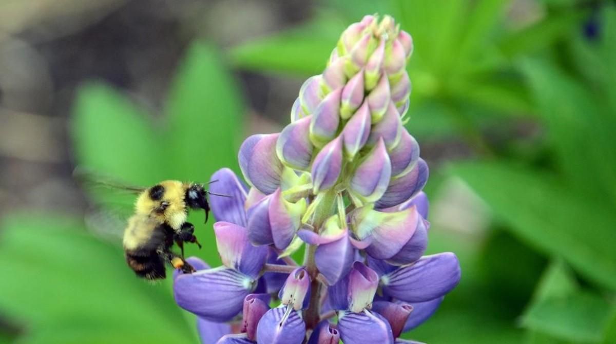 fcasals39117522 sociedad abeja polinizando una flor amro zayed york unive170630172737 fcasals39117522 sociedad abeja polinizando una flor amro zayed york unive170630172737