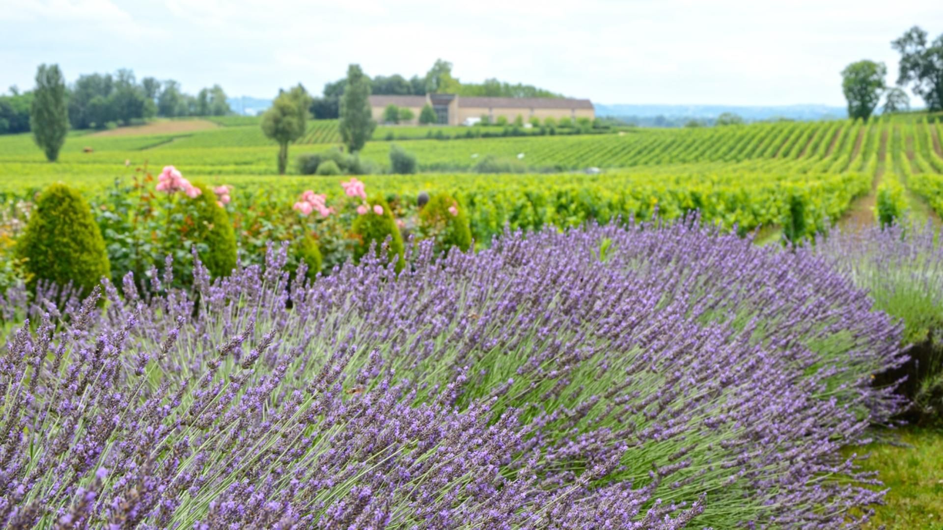 Un vino que nos permite viajar a la Provenza francesa, una cena rica y amigas: no hay mejor plan.