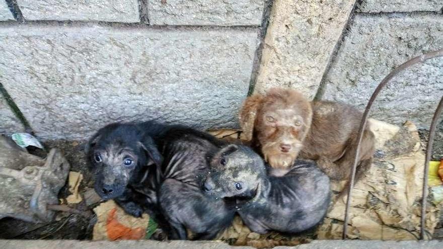 Tres de los cachorros tal y como fueron encontrados en la granja de La Menudera.