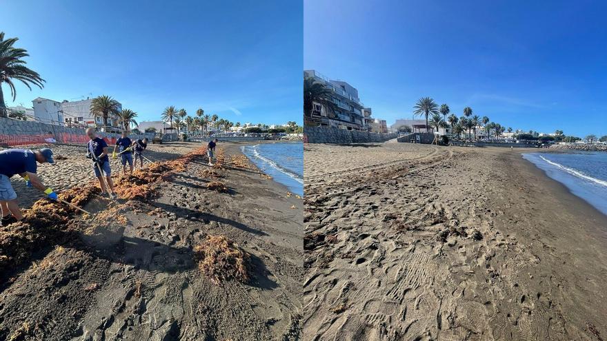 Mogán combate las macroalgas con continuas batidas de limpieza en sus playas
