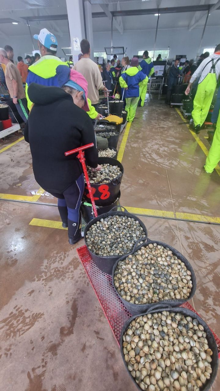 Así es el día a día en el puerto y la lonja de O Testal (Noia), donde cada vez se dan cita más mariscadores arousanos.