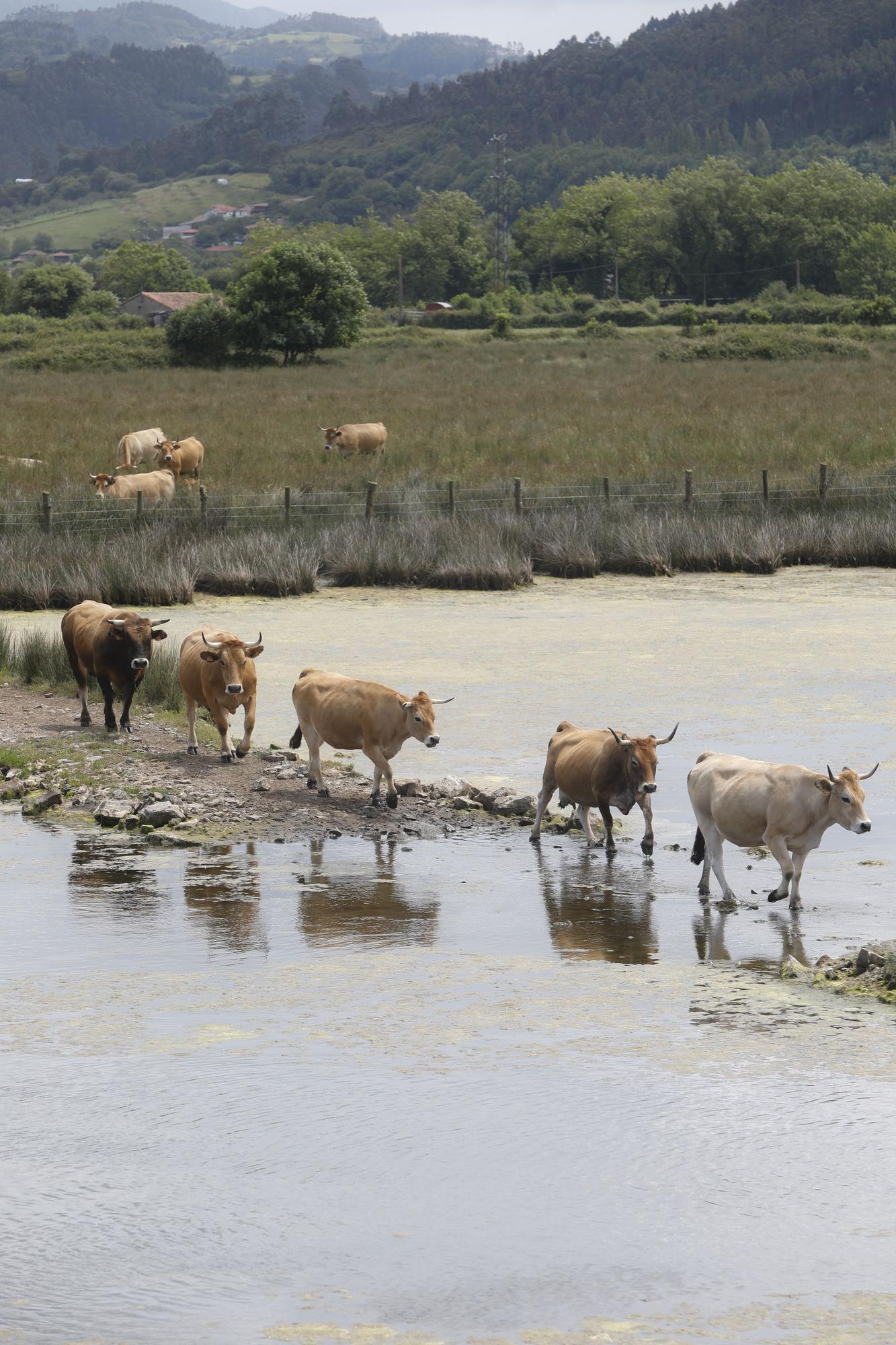 La ría de Villaviciosa se malbarata: la ruina de un entorno privilegiado asturiano