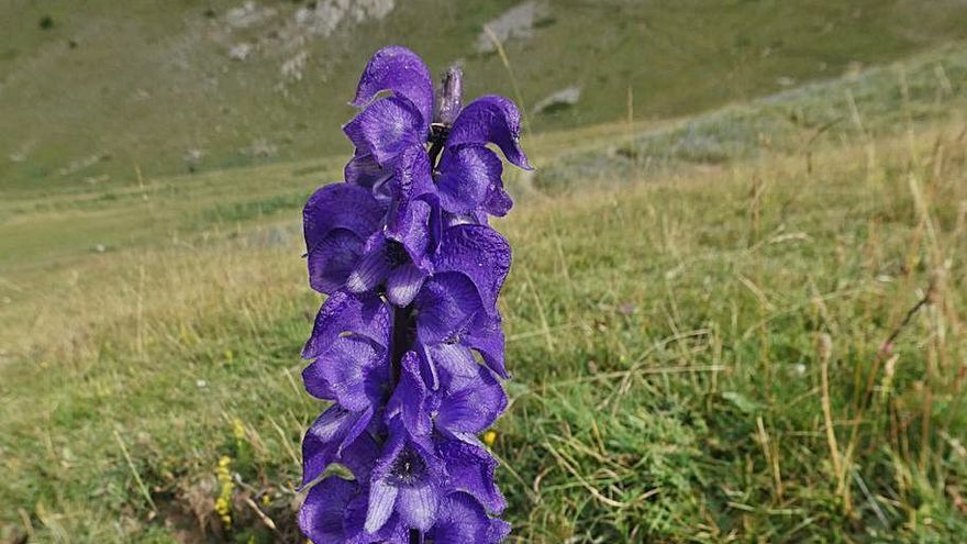 La flor más tóxica de Europa