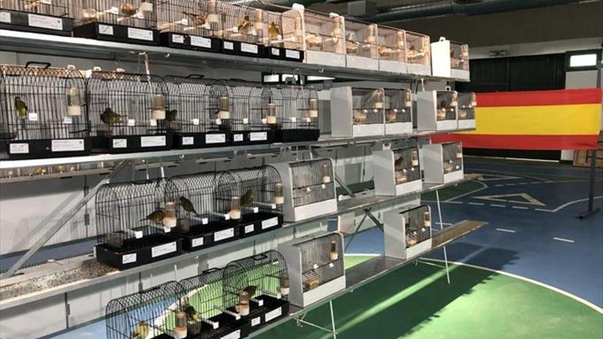 Exponen hasta mañana en el Palacio del Vino mil pájaros de 50 variedades