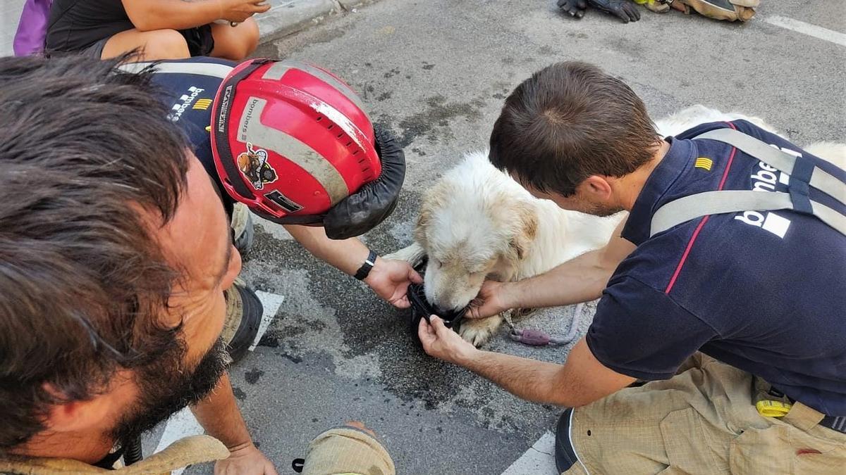 Un perro rescatado por los Bombers y la Policía Municipal de Terrassa.