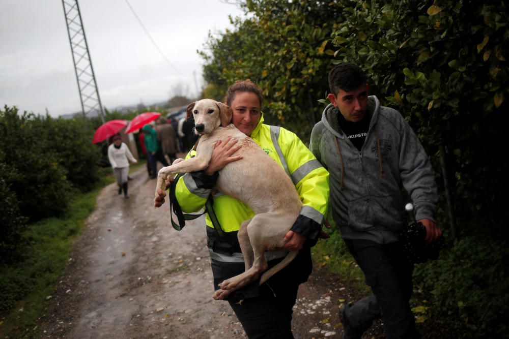 A volunteer carries a dog after it was rescued ...