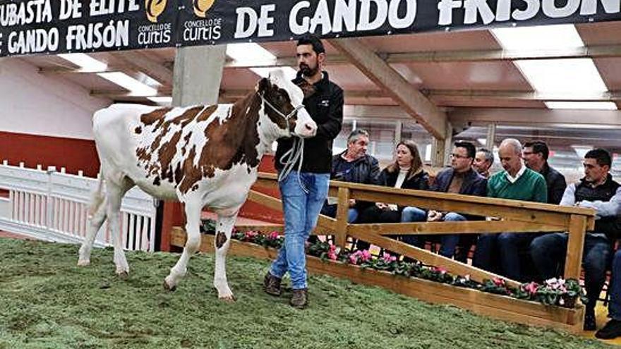 Subasta de ganado frisón que se celebró ayer en Curtis.