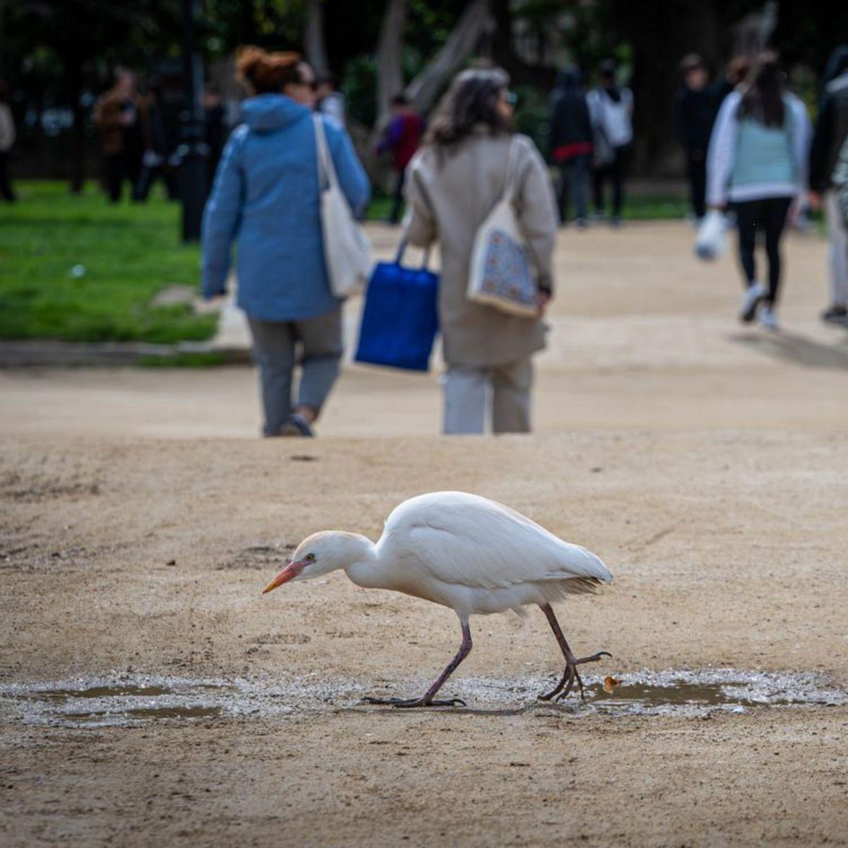 La UE subvenciona obres en quatre parcs de BCN per retirar ciment