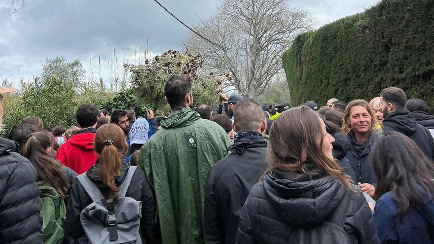 El Pi de Ternelles se dirige a la plaza vella de Pollença.