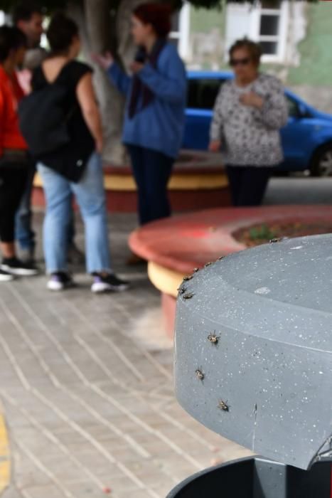 Plaga de moscas en la playa de Melenara.