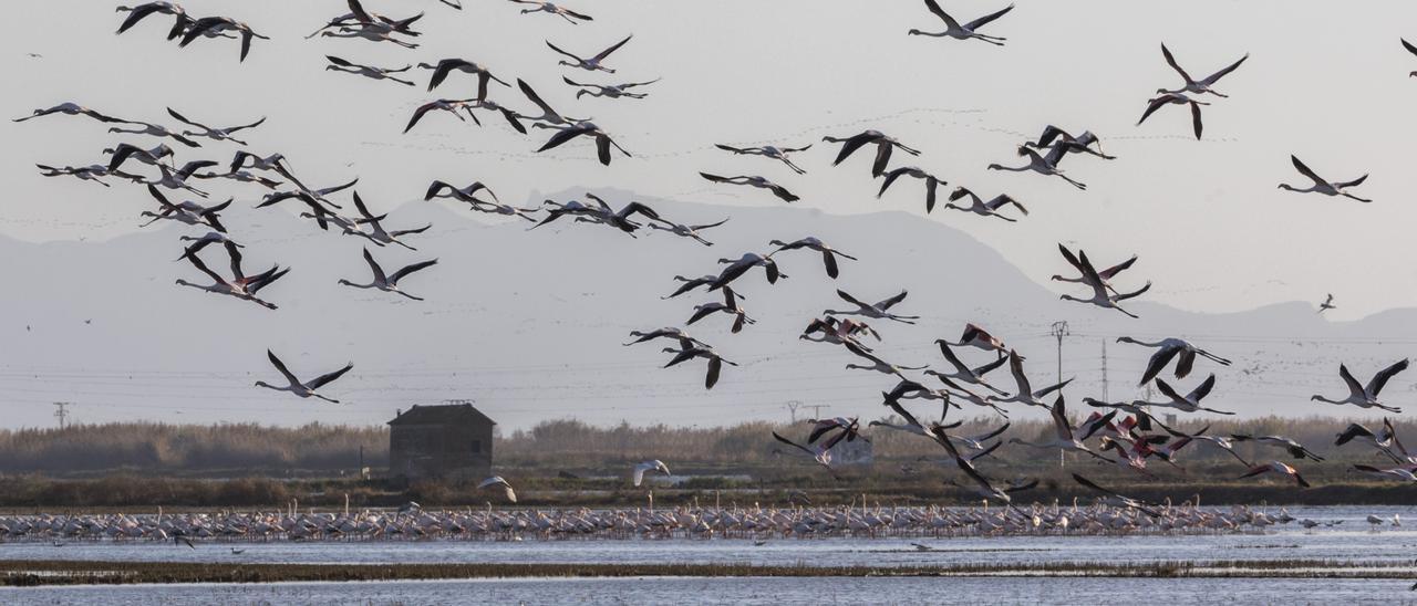 Flamencos vuelan sobre la Albufera.