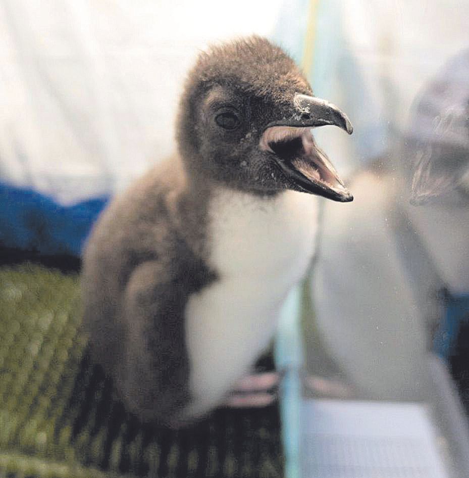 Una cría de pingüino saltarrocas, en la Baby Penguin.