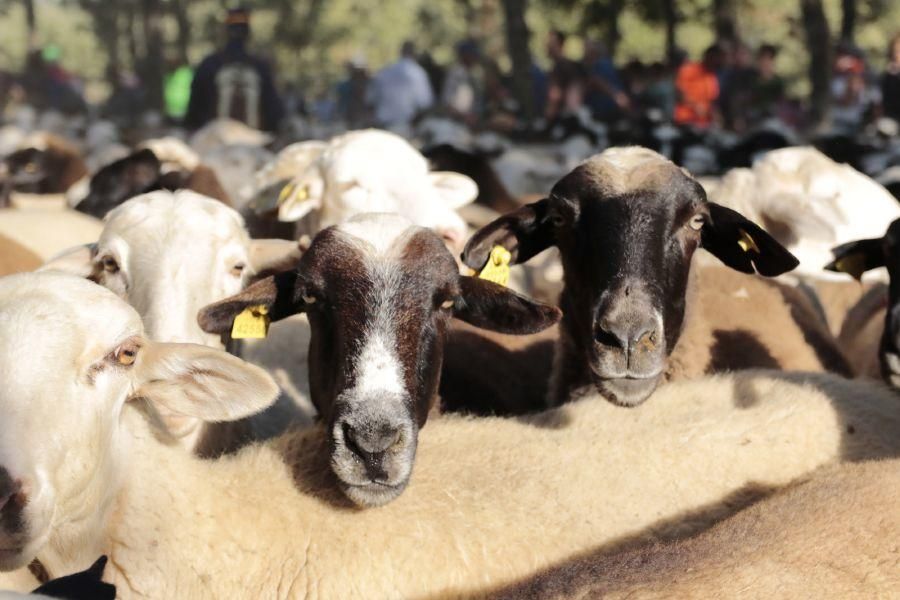 Fiesta de la Trashumancia en San Vitero