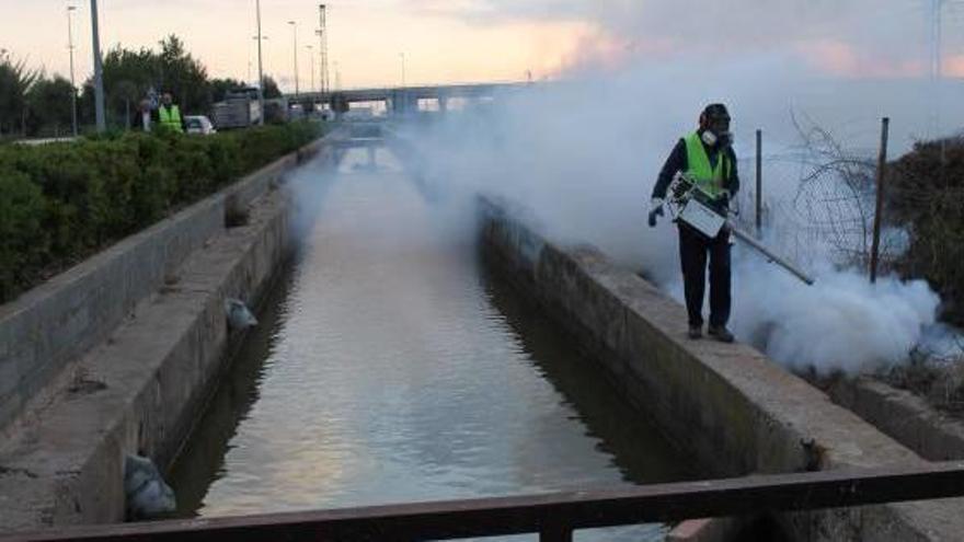 Sanidad activa 26 medidas para vigilar el mosquito tigre en 71 municipios