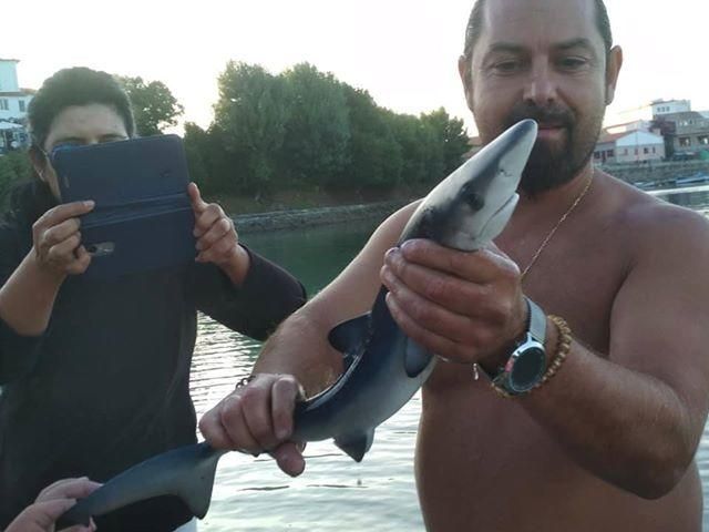 Un tiburón azul sorprende a los bañistas en Marín