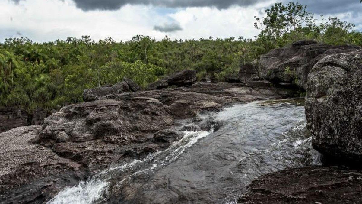 Recuperan en Colombia 248 hectáreas de un parque amenazadas por la deforestación