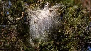 San Vicente alerta sobre la procesionaria: quienes tengan pinos en sus propiedades no se escapan