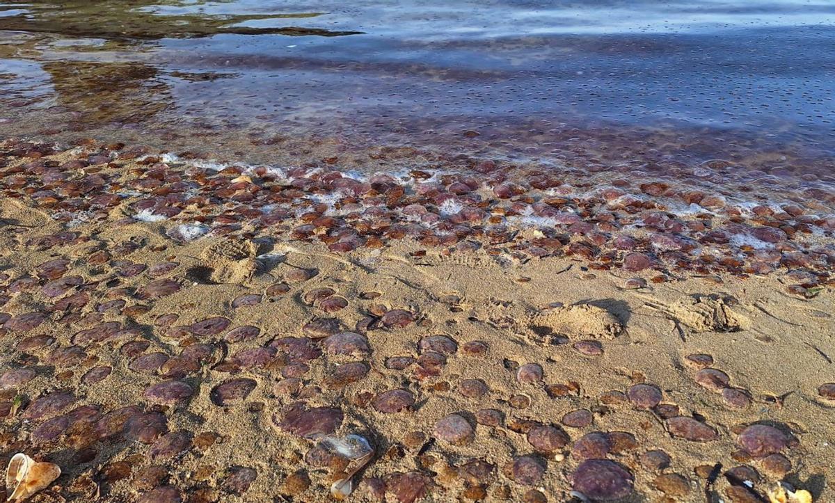 Un enorme banco de medusas hace dos días en la costa de Sant Antoni. | DAVID VENTURA