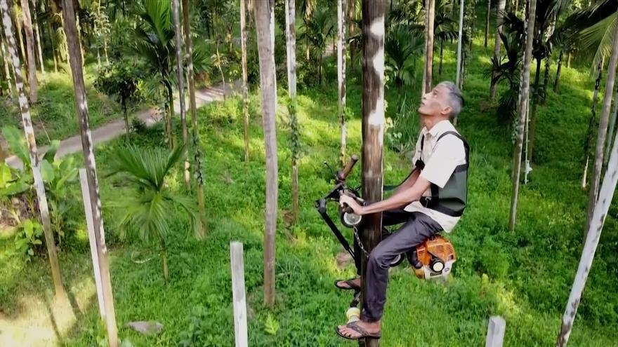 Inventan un ascensor de palmeras con el motor de una motosierra