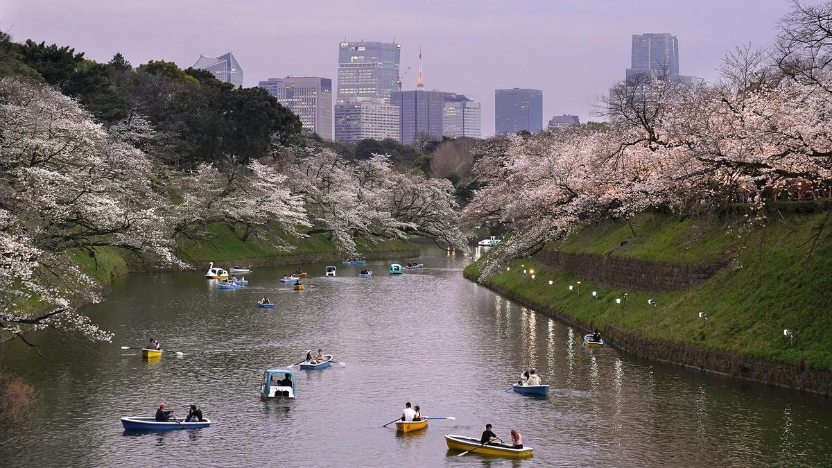 Se avanza la floración de los cerezos en Tokio