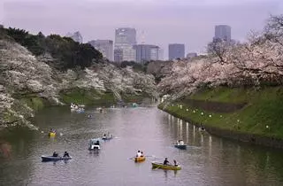 Se avanza la floración de los cerezos en Tokio