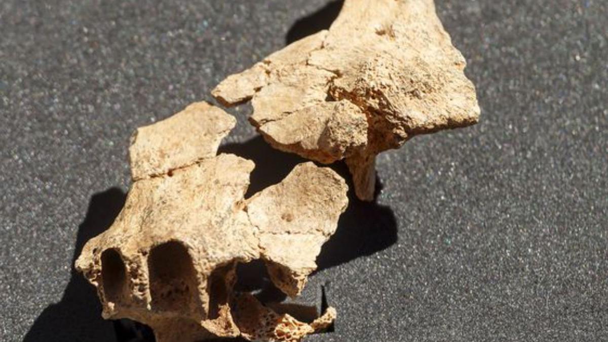 Hallados en los yacimientos de Atapuerca dos huesos de la cara de europeo más antiguo