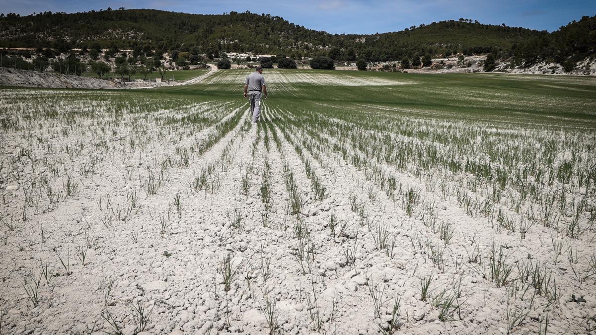 Campo de cereales afectado por la sequía debida a la falta de lluvias en la comarca de l'Alcoià.