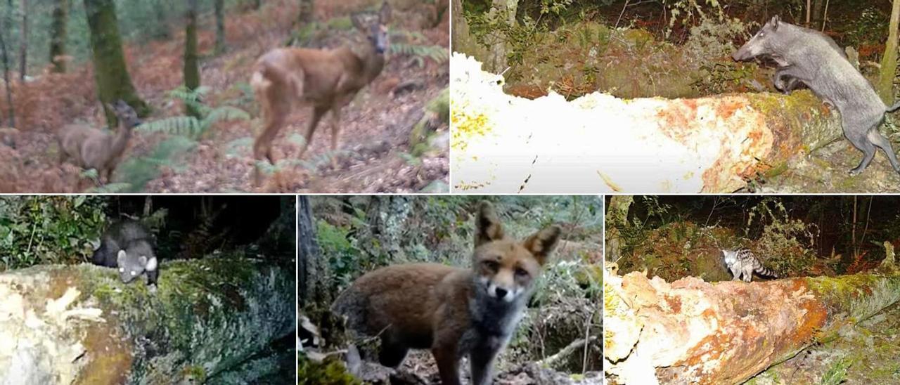 Así se captaron las diferentes especies.