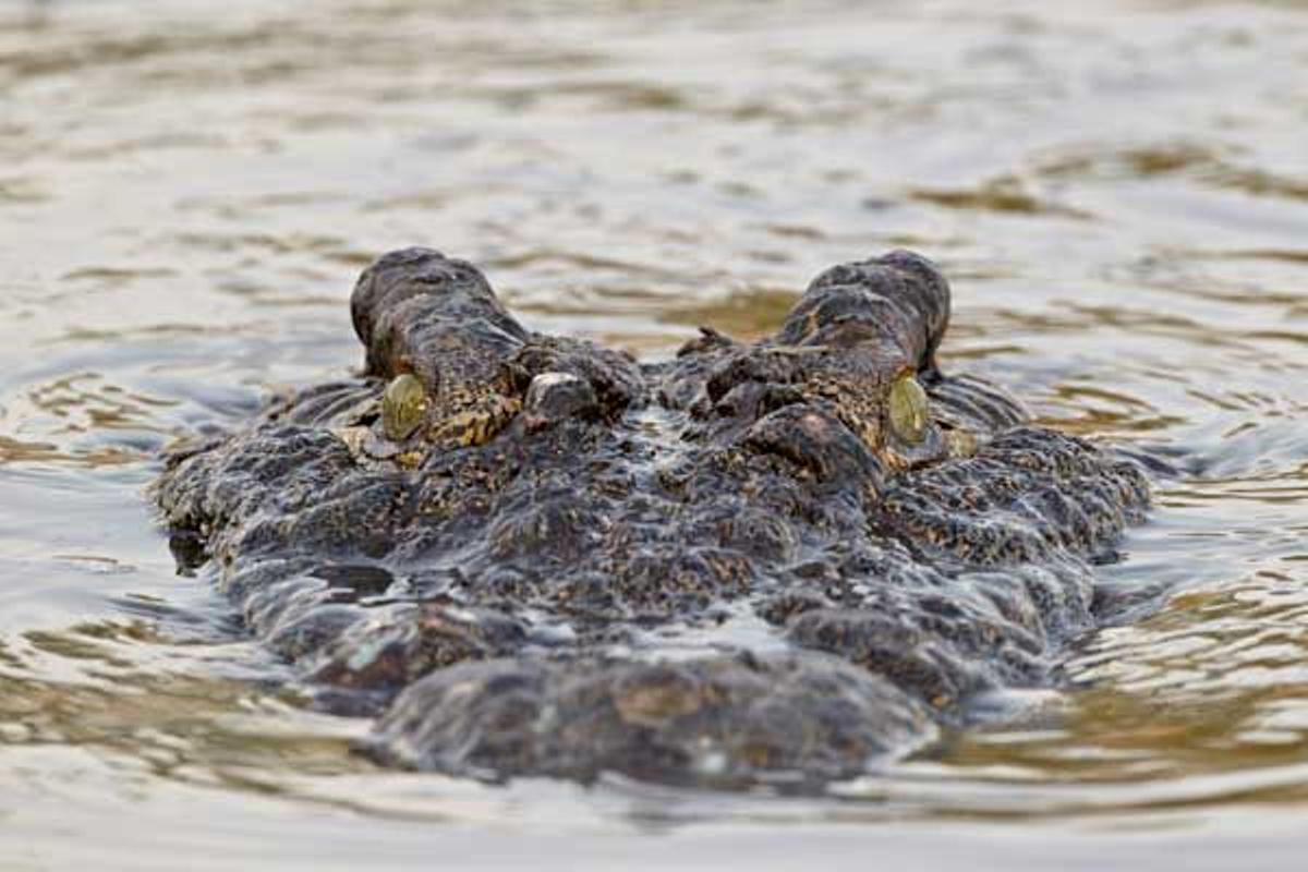 Cocodrilo del Nilo nadanto en el Parque Nacional del Serengeti en Tanzania.